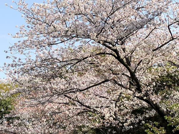 やしおの桜